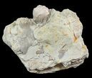 Blastoid (Pentremites) Fossil - Illinois #48653-1